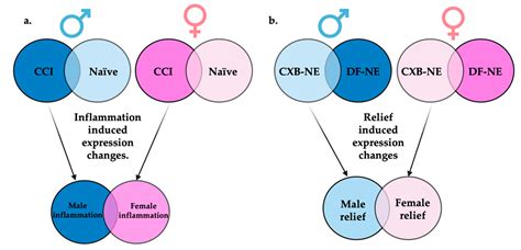 Ijms Free Full Text Rna Seq Reveals Sex Differences In Gene Expression During Peripheral