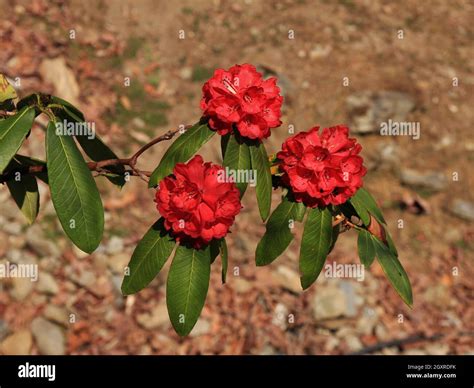 National Flower of Nepal, red rhododendron Stock Photo - Alamy