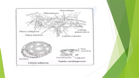 Nivel Tisular Ppt