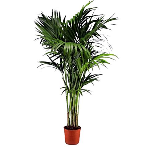 Elegante Palmera Kentia Entrega Gratis Altura Cm Segura