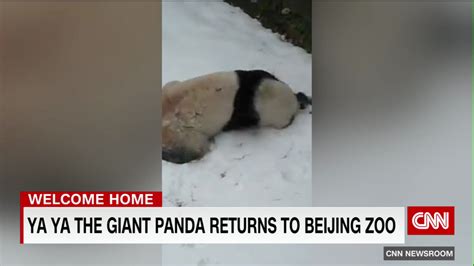 Giant panda Ya Ya returns to Beijing Zoo after two decades in the U.S.