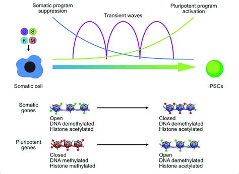 Chromatin Reconfiguration In The Reprogramming Of Somatic Cells To