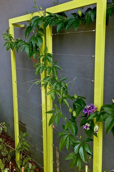 Passion Fruit Plant Care Indoors Garden Plant