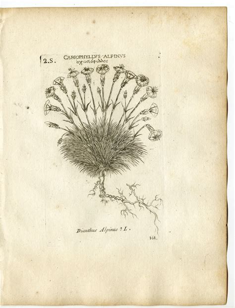 Rare-Antique Print-DIANTHUS ALPINUS-ALPINE PINK-PL.161-Belleval-1796