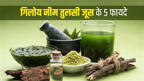 गिलोय नीम और तुलसी का जूस पीने मिलेंगे ये 5 जबरदस्त फायदे Giloy Neem Tulsi Juice Benefits In