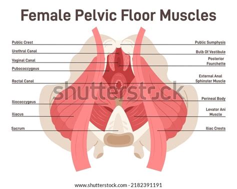 Female Pelvic Floor Anatomy