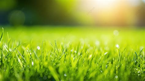 Vibrant Sunlight Illuminating Lush Green Grass Texture Background Grass Background Grass