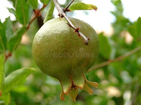 Grenade fruit on the tree stock image. Image of leaf - 28403587