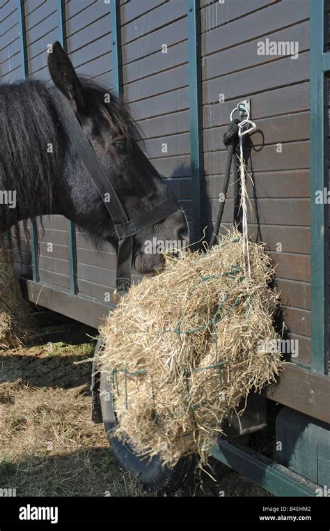 Horse eating hay Stock Photo - Alamy