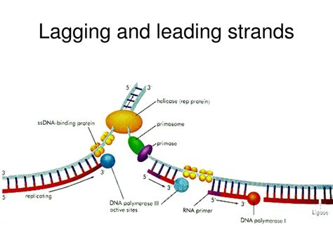 Ppt The Molecular Basis Of Inheritance Powerpoint Presentation Free Download Id 484588