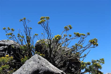 Blooming Yellow Athanasia on Table Mountain in South Africa Stock Image ...