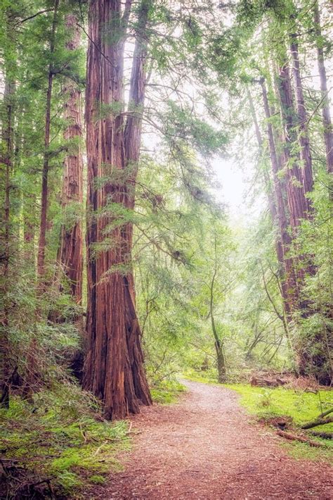 Muir Woods Redwoods Redwoods Print California Redwoods - Etsy | Tree ...