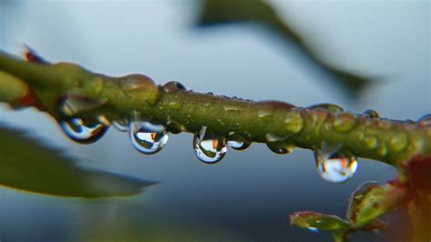 Wet Rose Steen Jeppesen Flickr