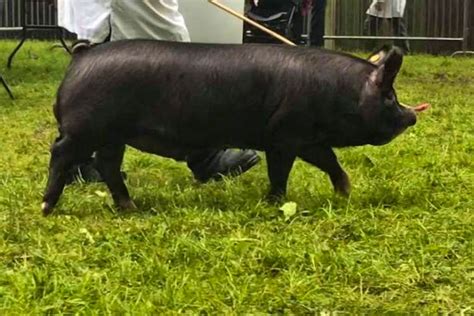 2 Pedigree Berkshire Breeding Boars | SellMyLivestock - The Online ...