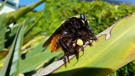 Se Detect Crecimiento Poblacional Del Moscard N Cazador De Abejas