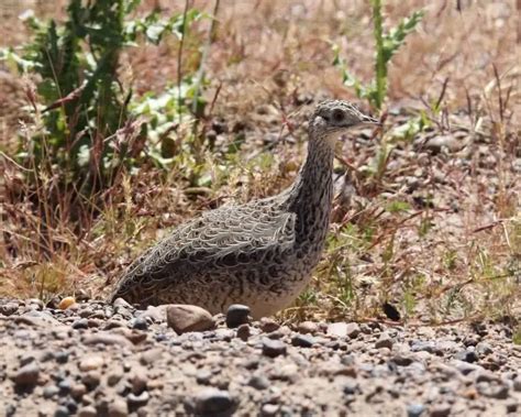 darwins nothura facts diet habitat pictures  animaliabio