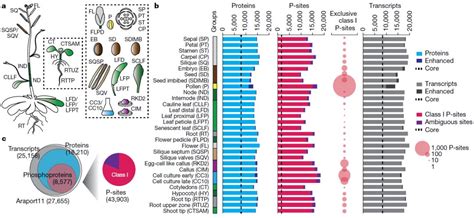 科学网—nature 整合组学分析绘制最全面的拟南芥蛋白、修饰与互作图谱 卜晨的博文