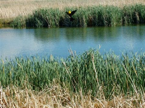 Ruby Marshes Nevada Nevada Natural Landmarks Landmarks