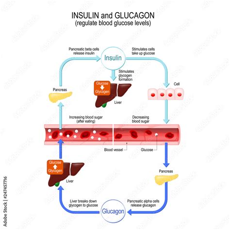 Insulin and glucagon regulate blood glucose levels. Liver and pancreas ...