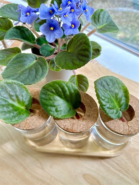 Best Soil For African Violets The Ideal Mix For Beautiful Blooms