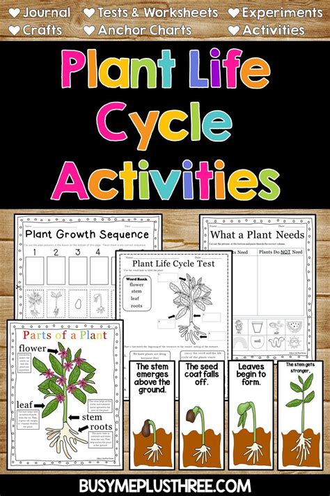 Life Cycle Of A Plant Anchor Chart Printable Templates Free