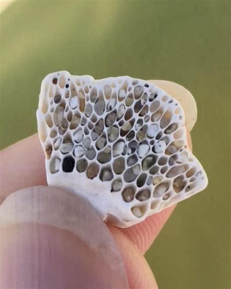 1170 Best R Trypophobia Images On Pholder Ticks And Snake