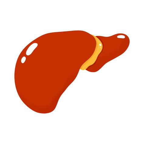 Liver Png Png Mart