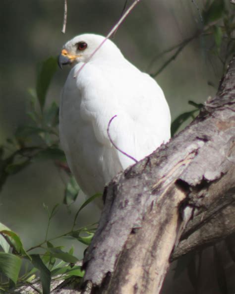 Richard Waring's Birds of Australia: Grey Goshawk - White Morph