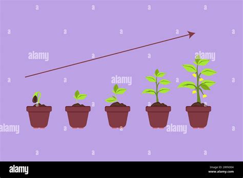 Infografía Gráfica De Dibujo De Diseño Plano De Plantación De árboles Las Semillas Brotan En