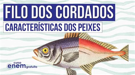 Filo Dos Cordados Caracter Sticas Dos Peixes Biologia Para O Enem