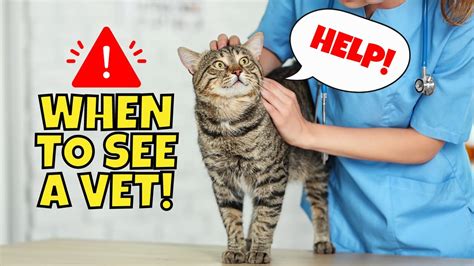 18 Warning Signs Your Cat Needs To See A Vet Youtube