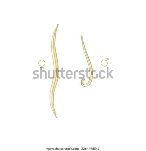 Realistic Color Scientific Illustration Parasitic Worm Stock