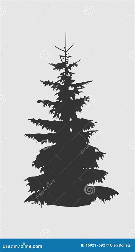 Coniferous Tree Silhouette Fir Tree Silhouette Isolated On White