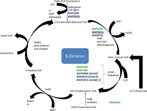 Beta Oxidation Pathway