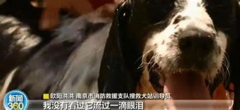 汶川地震67只搜救犬全部离世：谢谢你，为我们拼过命澎湃号·政务澎湃新闻 The Paper