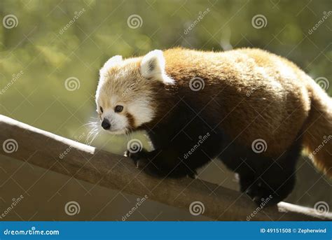 Red Panda stock photo. Image of habitat, mammal, panda - 49151508