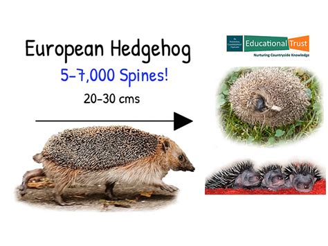 Conservation Fact File 8-European Hedgehog | Teaching Resources