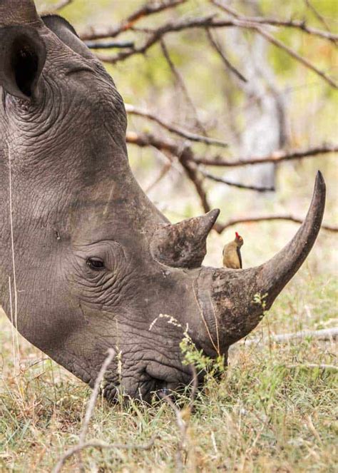 Oxpecker And Rhino Relationship