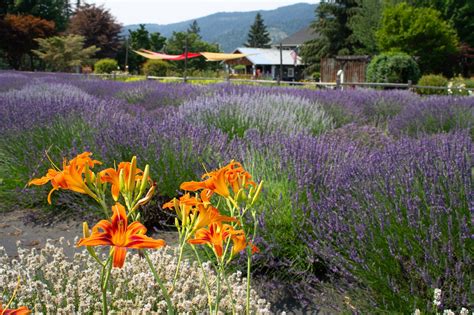 What to Know About Wilkinson Wiseman in Portland Tennessee: Expert Insights Inside 1