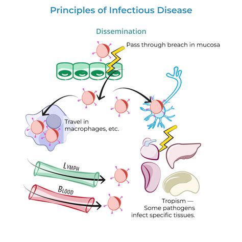 Immunology Microbiology Glossary Pathogen Dissemination Immune