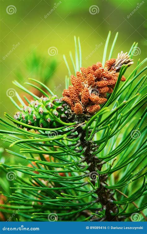 Pinus Female Cone