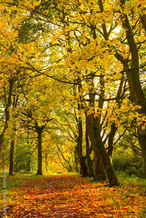 Autumn landscape with trees Stock Photo | Adobe Stock