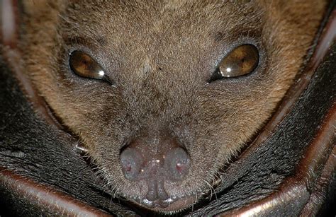 Lesser Short Nosed Fruit Bat OBLOG