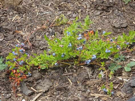 My started from seed Maine low bush blueberries - 1st crop :) : r/Berries