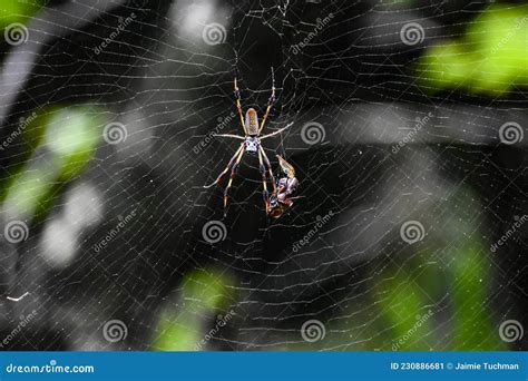 Golden Silk Spider in a Spiderweb Stock Image - Image of north, closeup: 230886681