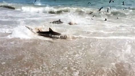 Shark Feeding Frenzy Caught On Tape - NBC News