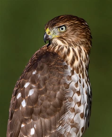 Sizing Up Birds of Prey | BirdNote