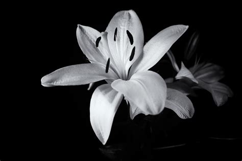 Lily Black And White Wallpaper