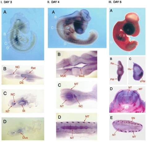 Whole Mount In Situ Hybridization Of Chick Embryos With Download