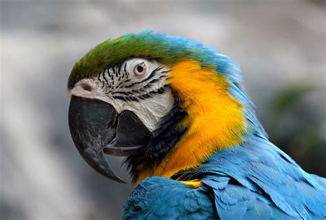 Blue And Yellow Macaw Ara Ararauna The Blue And Yellow Flickr